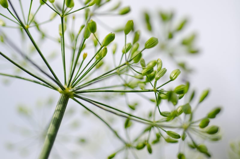 Mugwort