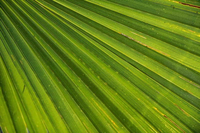 Phoenix Palm